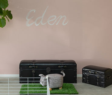 保護犬・仔犬販売Eden